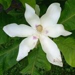 Magnolia macrophylla Blüte