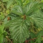 Rubus bertramii Blad