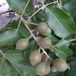 Dimocarpus longan Fruit