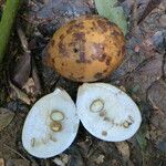 Picralima nitida Fruto