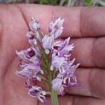 Orchis simiaBlomma