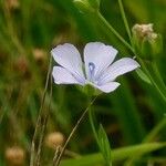 Linum usitatissimum Blomma