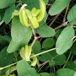 Astragalus frigidus Frucht