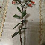 Kalanchoe manginii Цвят