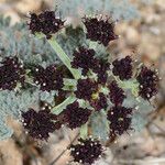 Lomatium mohavense Кветка