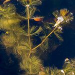 Myriophyllum spicatum Hoja