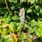 Galax urceolata Blomst