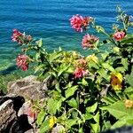 Cestrum elegans Yeri