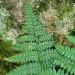 Dryopteris intermedia Hoja