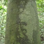 Funtumia africana Ŝelo