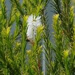 Melaleuca armillaris പുഷ്പം