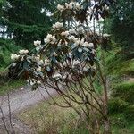 Rhododendron arizelum Habit