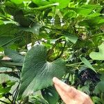 Aristolochia grandiflora Fuelha