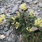 Oxytropis campestris Hábito