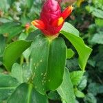Costus woodsonii Flower