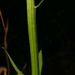 Chamaelirium luteum Bark