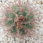 Thelocactus bicolor Frunză