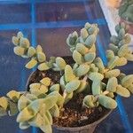 Corpuscularia lehmanniiЛист