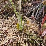Picris albida Hostoa