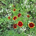 Coreopsis tinctoriaFlower