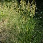 Bromus riparius Habit