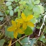 Hypericum humifusumFlower