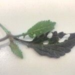 Hirschfeldia incana Leaf