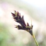 Carex gracilenta