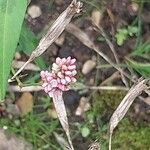 Polygonum persicaria Λουλούδι