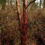 Taxus brevifolia Casca