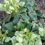 Helleborus lividus Habit