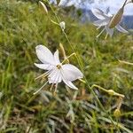 Anthericum ramosum Fleur