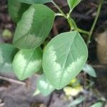 Euphorbia graminea Leaf