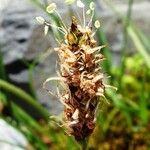 Plantago atrata Flower