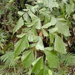 Caryota mitis Leaf