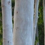 Corymbia citriodora Bark