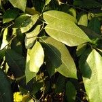 Ficus tinctoria Blad