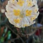 Edgeworthia chrysanthaFlower