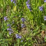 Scutellaria hastifolia Habitatea