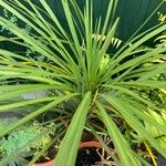 Cordyline indivisa পাতা