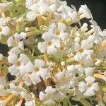 Buddleja albiflora Кветка