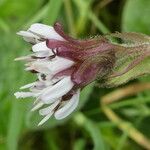 Petasites pyrenaicus फूल