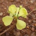 Tylosema fassoglense Flower