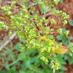 Euphorbia hyssopifolia Kukka