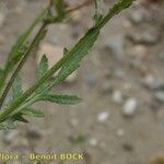 Volutaria tubuliflora Hoja