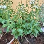 Stevia rebaudiana Ліст