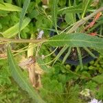 Lobelia laxiflora പുറംതൊലി