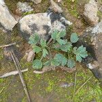 Ranunculus paludosus Habit