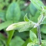 Silene noctiflora Gyümölcs