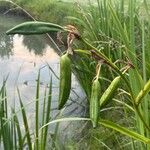 Iris pseudacorusFruto